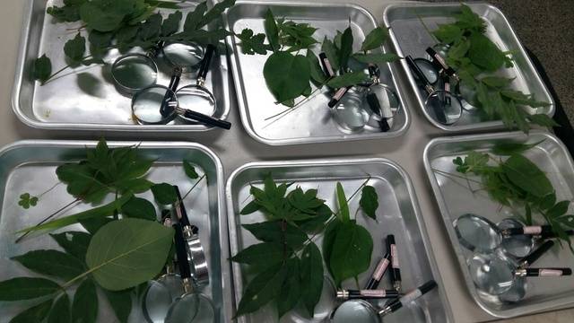 곰팡이는 물론 실험에 필요한 식물 채집도 과학실무사 몫이다. 숲에서 직접 채집해 온 식물 표본들의 모습.