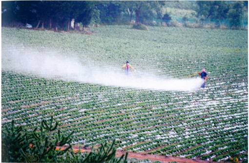 안동댐 인근 안동시 도산면 원천리의 한 밭에서 농약을 대량 살포하고 있다. 김도환 사진 작가