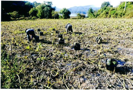 안동댐 불법 경작 현황. [사진 김도환 사진작가]