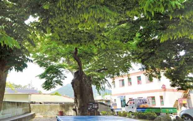 소녀와 말의 영혼이 깃든 마녀목