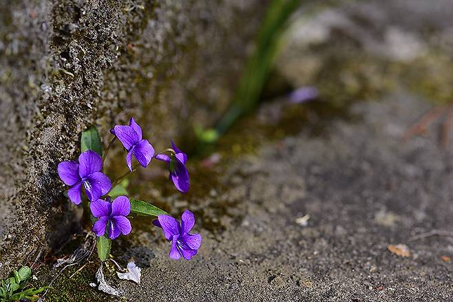 호제비꽃은 꽃빛이 옅고 잎자루가 짧으며 털이 있고, 꽃잎에는 털이 없다.   ⓒ이새별
