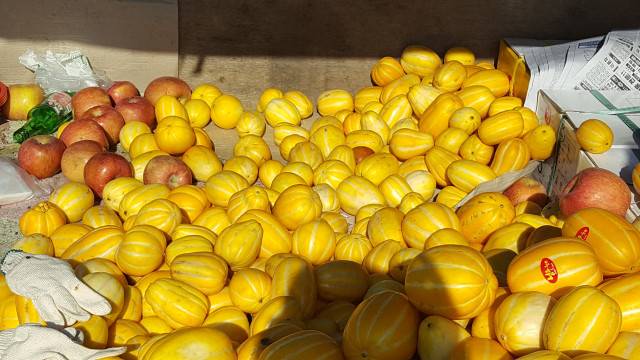 참외식구들. ⓒ한미숙