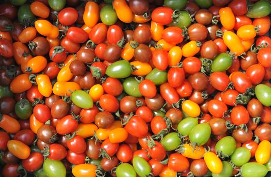 충남 논산에서 수확한 컬러 방울토마토. 세계 최초의 방울토마토 육종은 이스라엘에서 이뤄졌다. [프리랜서 김성태]