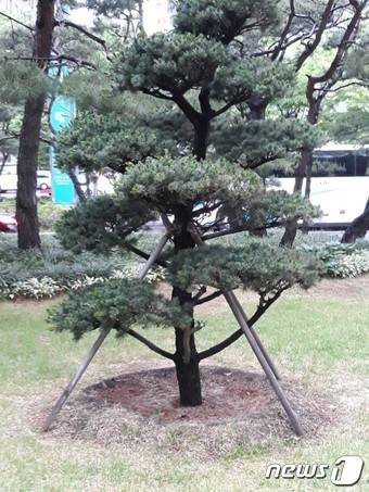 서울 여의도 한국거래소 별관 앞마당에 조금은 왜소한 소나무 한그루가 있다.  2016년 스스로 목숨을 끊은 A씨를 기리기 위해 2017년에 심은 소나무다. 주의 깊게 살피지 않으면 이 나무가 왜 이 자리에 있는지 알 길이 없다. 여전히 거래소를 오가는 사람들은 2014년 A씨의 아픔을 아는지, 모르는지…. 그 흔한 추모 리본조차 한 개도 없는 이 소나무의 외로움은 2018년 현재도 이어지고 있다.  © News1 양종곤 기자