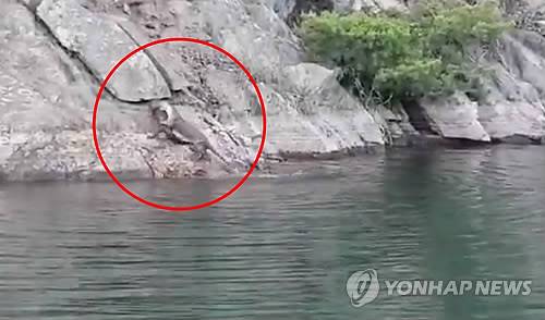 금오저수지 수달 한 쌍 (구미=연합뉴스) 경북 구미 금오저수지에 수달 한 쌍이 노는 모습이 처음 포착됐다. 2018.5.17 [독자 제공=연합뉴스]
