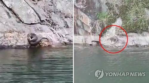 뛰어노는 수달 한 쌍 (구미=연합뉴스) 경북 구미 금오저수지에 수달 한 쌍이 노는 모습이 처음 포착됐다. 금오산과 금오저수지에서 수달을 봤다는 목격자가 더러 있었지만, 영상 또는 사진으로 명확하게 수달임을 입증한 것은 처음이다. 2018.5.17 [독자 제공=연합뉴스]