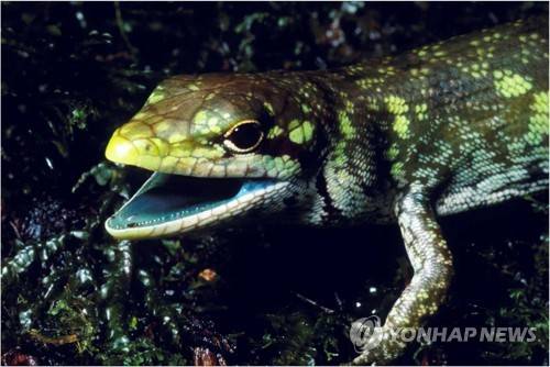 뉴기니섬 녹색피 도마뱀 [로이터=연합뉴스]