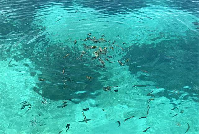 투명한 바다에 열대어가 한 가득, 솔로몬 바다는 다이빙과 스노클링의 천국이다.