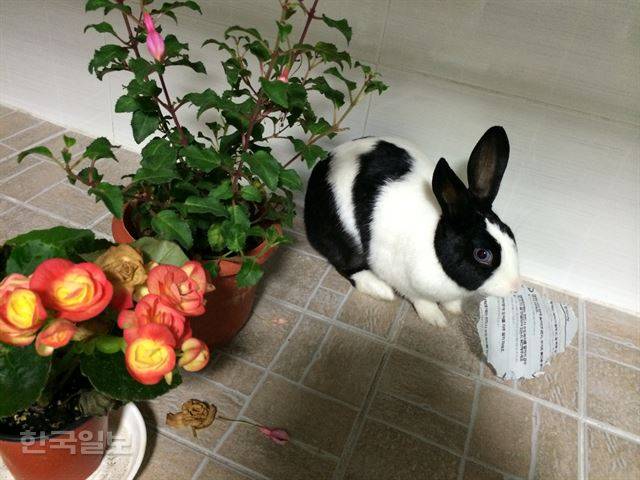 울산 고향 집에서 종이를 뜯으며 사고를 친 랄라. 이순지 기자