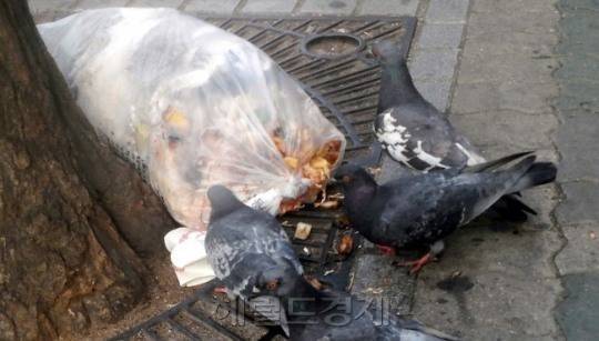 도심 속 비둘기가 살찐 ‘닭둘기’를 지나 난폭한 ‘매둘기’로 변해가고 있다. 사진은 비둘기가 쓰레기 봉투 근처를 서성이는 모습. [사진1=헤럴드DB]