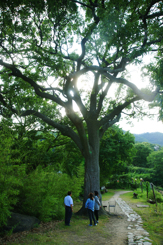 뿌리 깊은 나무의 상징인 400년 묵은 상수리나무. [사진 국립수목원]