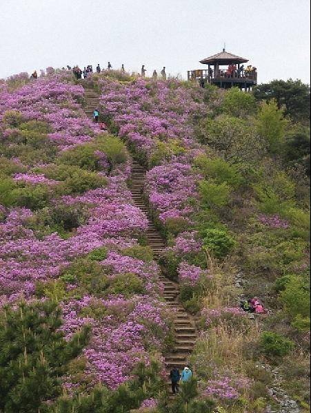 [월간산]비음산 진례산성 주위의 철쭉군락.