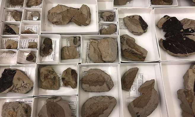 소행성 충돌 경계선 지층에서 나온 각종 식물 화석. 덴버 자연과 과학 박물관 제공.