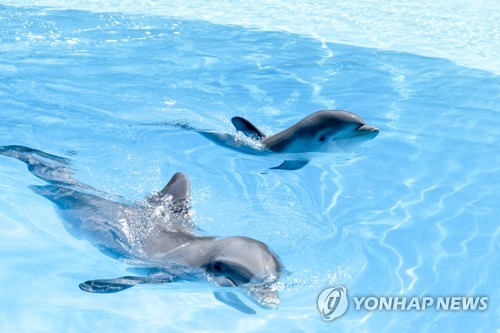 리스본 동물원에서 갓 태어난 아기 돌고래와 어미 [EPA=연합뉴스]