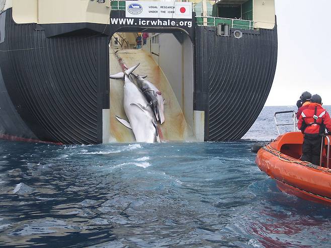 일본의 고래연구선 닛신마루가 포획한 밍크고래를 옮겨싣고 있다. 2008년 촬영된 장면이다. 오스트레일리아 세관 및 국경보호국/위키미디어 코먼스 제공