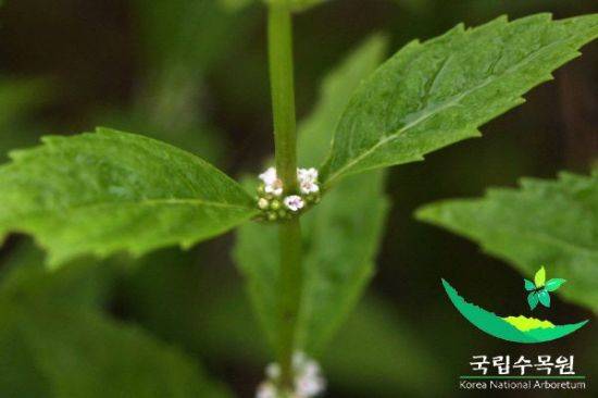 개쉽싸리 줄기 및 잎모습(사진=국립수목원)