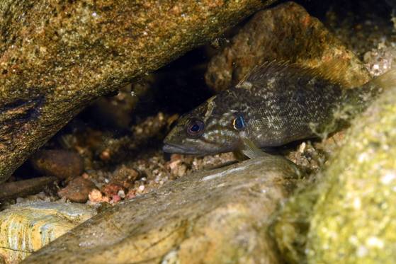 꺽지. [사진 경북 토속어류산업화센터]