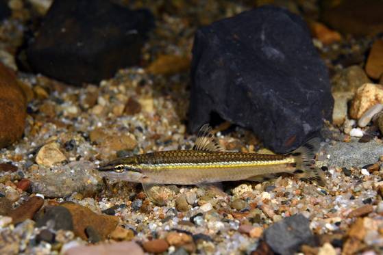쉬리. [사진 경북 토속어류산업화센터]