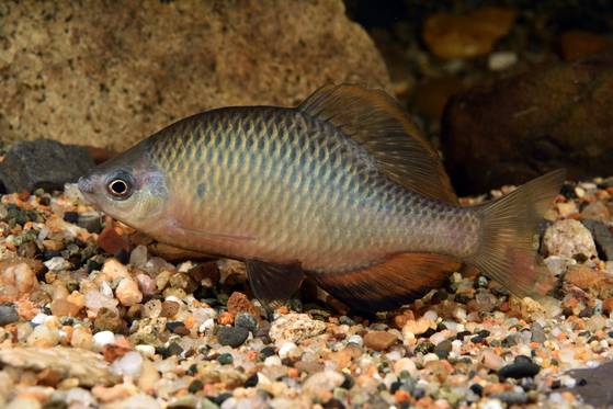 칼납자루. [사진 경북 토속어류산업화센터]