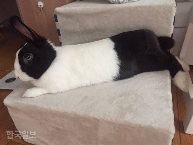 좁은 계단 위에 올라가서 쉬고 있는 토끼. 이순지 기자