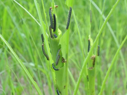 옥수수를 갉아먹는 멸강나방 애벌레 [농촌진흥청 제공=연합뉴스]