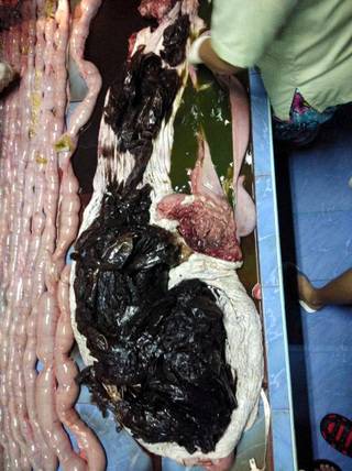 숨진 둥근머리돌고래의 배에서 나온 비닐봉지들.  사진 출처: 타이 해양연안자원부