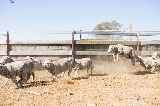 제냐 그룹이 지분의 60%를 갖고 있는 호주의 아킬 농장. 제냐는 이 농장을 통해 직접 양모를 생산해 옷을 매장에 걸기까지 전 과정을 브랜드가 직접 엄격하게 관리하는 '쉽 두 숍(sheep to shop)' 수직생산체계를 실행하고 있다.