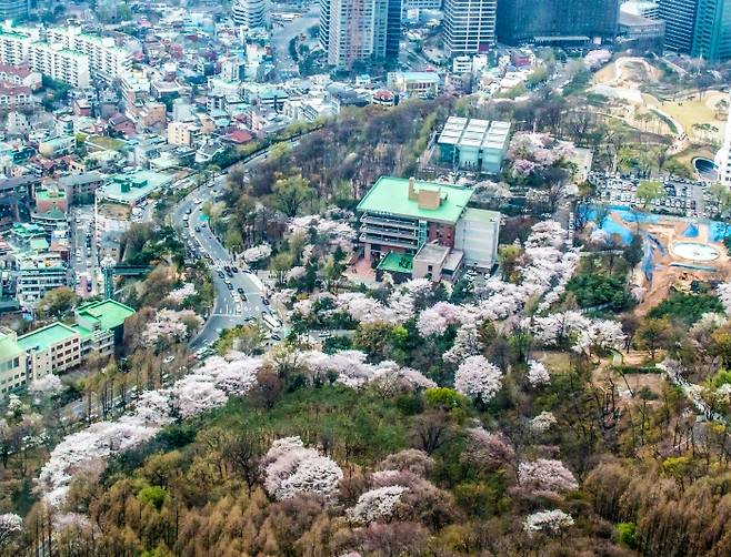 입선 <남산 벚꽃길> 조규을.