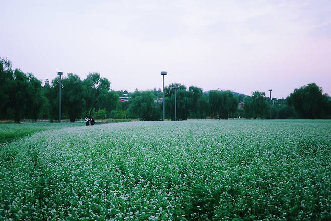 입선 <메밀꽃 필 무렵> 이지훈. 반포 서래섬