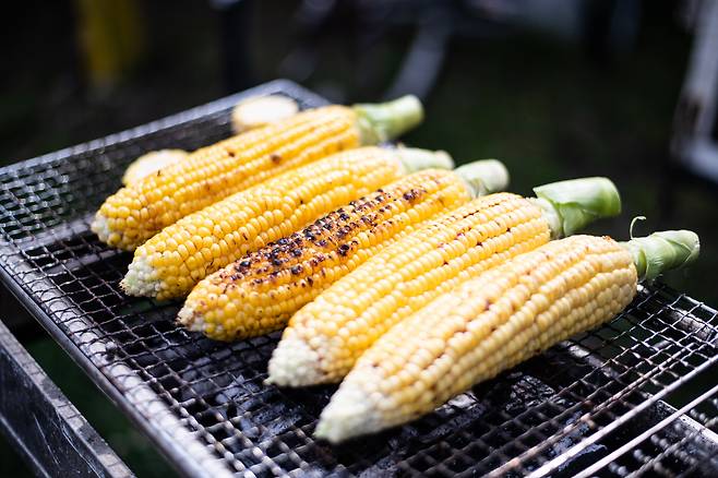 미나미보소의 한 옥수수밭에서 수확한 옥수수. 겉에 간장을 발라서 불에 살짝 구워먹는다. ⓒ지상훈