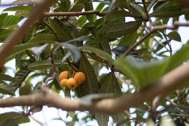 일본에서 처음 본 과일 '비와'. 치바는 일본 제2의 비와 생산지이다. ⓒ지상훈