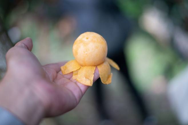 비와는 즙이 많고 당도가 높아 혈압과 당뇨에 좋다고 한다. ⓒ지상훈