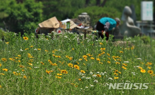 【제천=뉴시스】강신욱 기자 = 7일 충북 제천시 고암동 모산비행장 일대에 다년생 식물인 금계국이 꽃망울을 터뜨린 가운데 폐지 등을 잔뜩 실은 손수레를 끌고 가는 한 노인의 구부정한 허리가 화사함의 이면을 들여다보게 하고 있다. 2018.06.07. ksw64@newsis.com