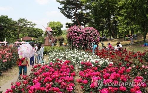 서울대공원 장미원축제[연합뉴스 자료사진]