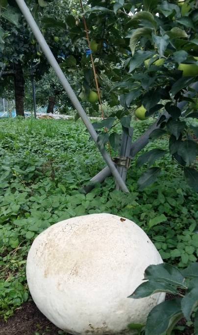 흰 축구공을 닮은 댕구알버섯. [사진 남원시청]