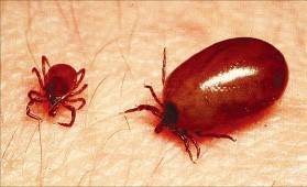 ‘살인진드기’로 지목된 참진드기 흡혈 전과 흡혈 후(오른쪽) 모습.