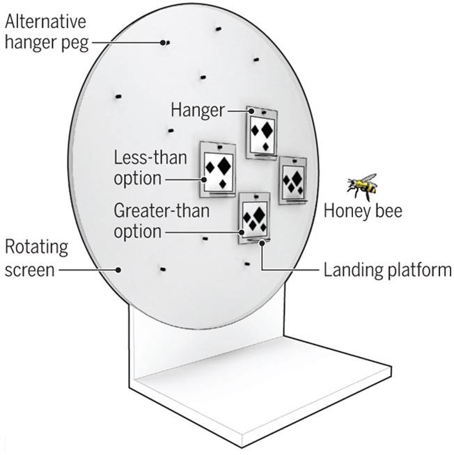 먼저 꿀벌에게 1~4개의 숫자를 제시해 적은 수를 고르도록 훈련시켰다. - RMI 제공