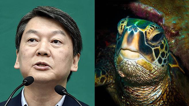 안철수 서울시장 후보는 복 많으나 안목이 부족한 거북이상이다. [중앙포토]