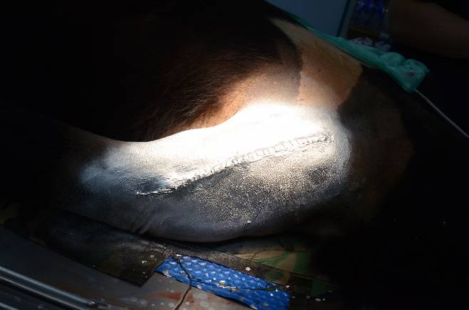 지난 17일 왼쪽 앞다리 어깨부터 팔꿈치 사이 복합골절 부위 수술을 받은 반달가슴곰 KM-53의 수술부위 모습. | 환경부 제공
