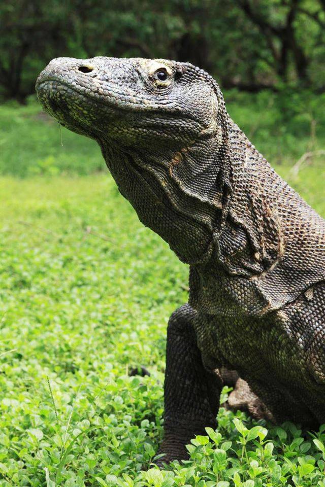 코모도왕도마뱀의 자태