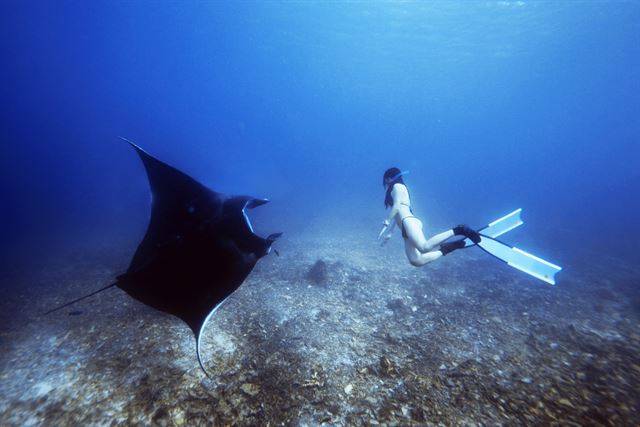 코모도국립공원 바닷속의 만타가오리.