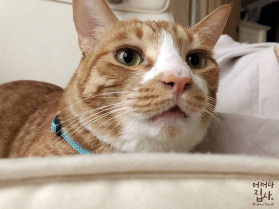 카레 먹다 들킨 표정. 코와 입 사이, 그리고 아래턱까지 좌우 대칭으로 깔끔하게 카레 자국이 나 있다.