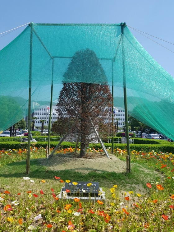 홍준표 나무. 위성욱 기자