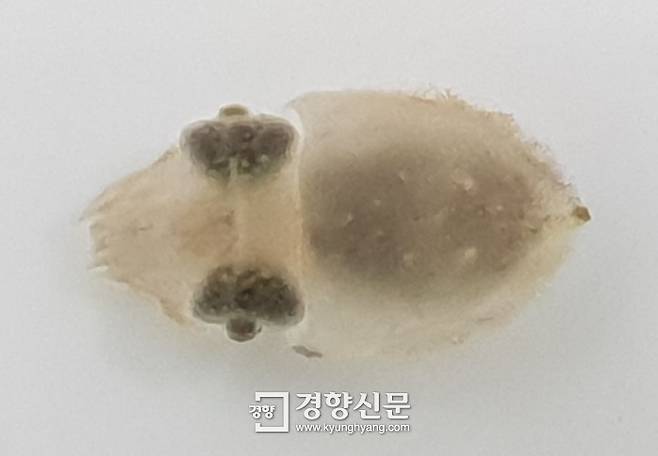 부화한지 30일 된 어린 갑오징어. 해양수산부 제공