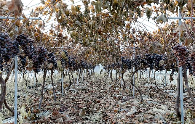 인근 국가산업단지 화학공장에서 발생한 불산 유출 사고로 경북 구미시 산동면 봉산리 내 포도를 재배하는 개폐형 비닐하우스 내 포도나무의 잎이 누렇게 시들고 포도송이가 썩었다. [중앙포토]