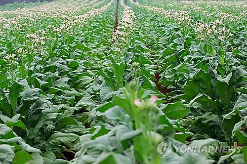 담배 [자료사진]