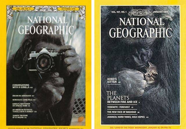1978년과 85년 내셔널지오그래픽 표지의 코코. 왼쪽은 자아인지실험인 거울테스트(MSR)를 통과한 코코가 거울에 비친 자기 모습을 카메라 뷰파인드로 바라보는 모습이고, 오른쪽은 입양 고양이 '홀볼'을 품에 안은 모습이다.
