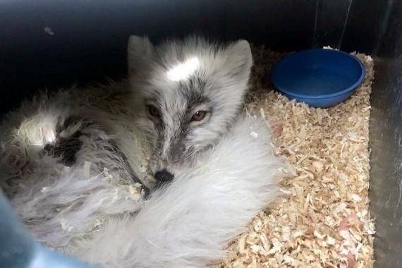 빙산에 갇힌 여우는 굶주림과 추위에 떨었지만 크게 다친 곳은 없었다 [사진=보어드판다]