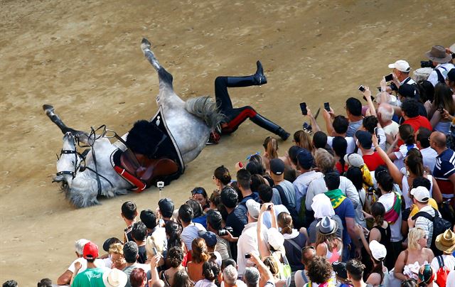 이탈리아 시에나에서 2일(현지시간)  팔리오 디 시에나 경마 대회가 열린 가운데 퍼레이드를 하던 이탈리아 경찰이 말과 함께 쓰러져 있다. 로이터 연합뉴스