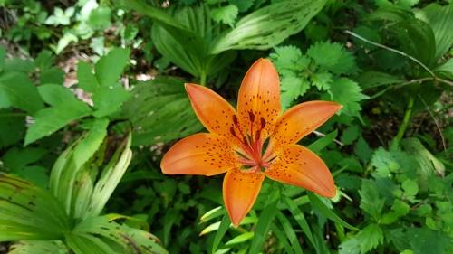 날개하늘나리 [양양국유림관리소 제공]